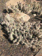 Cactaceae