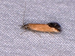 Triclonella