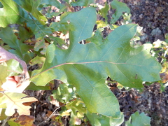 Quercus × hastingsii