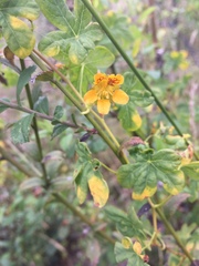 Tropaeolum ciliatum