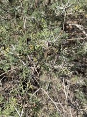 Ambrosia bryantii