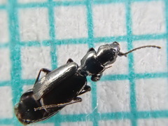Microlestes maurus