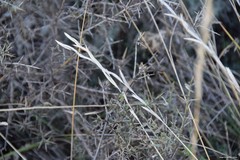 Brachypodium phoenicoides