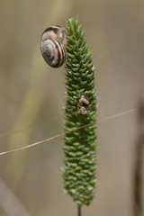 Phleum paniculatum