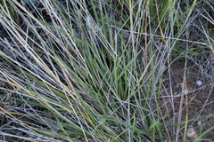 Brachypodium phoenicoides