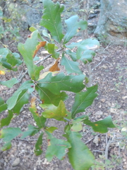 Quercus sinuata breviloba