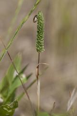 Phleum paniculatum
