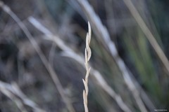 Brachypodium phoenicoides