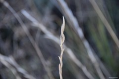 Brachypodium phoenicoides
