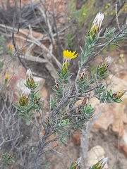 Pteronia membranacea