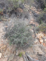 Pteronia membranacea