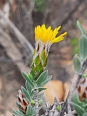 Pteronia membranacea