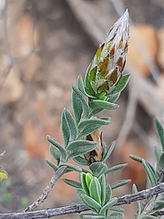 Pteronia membranacea