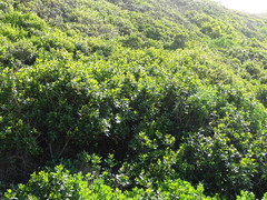 Sideroxylon inerme inerme
