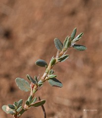 Polygonum idaeum