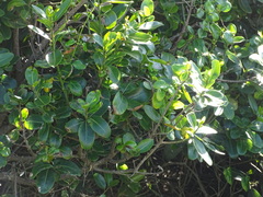 Sideroxylon inerme inerme