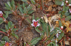 Polygonum idaeum