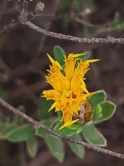 Pteronia membranacea