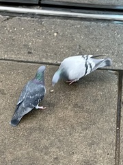Columba livia