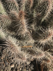 Cactaceae