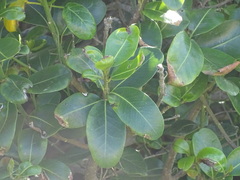 Sideroxylon inerme inerme