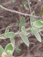 Pteronia membranacea
