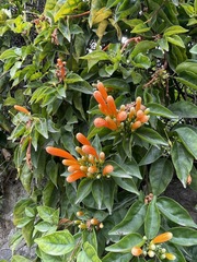 Pyrostegia