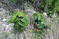 Morinda royoc