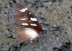 Graphium almansor uganda