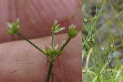 Juncus debilis