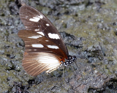 Graphium almansor uganda