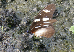 Graphium almansor uganda