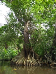Pterocarpus officinalis