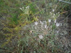 Allium inaequale