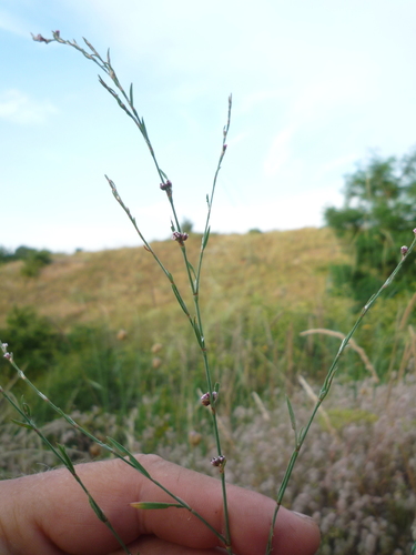 Bellard's smartweed (Polygonum patulum)