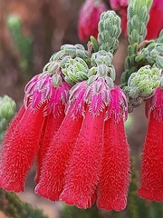 Dasyanthes