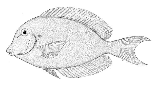 Chronixis surgeonfish (Acanthurus chronixis) — Acanthuridae