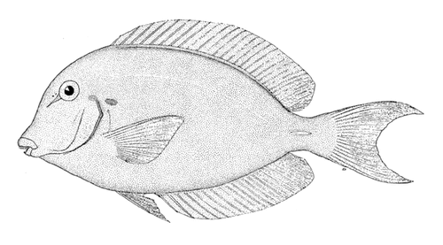 Chronixis surgeonfish (Acanthurus chronixis) — Acanthuridae