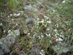 Asperula rumelica