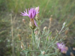 Centaurea besseriana