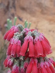 Dasyanthes
