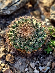 Mammillaria melanocentra melanocentra