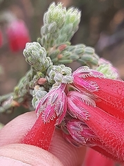 Dasyanthes