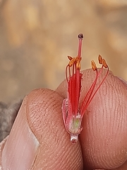 Dasyanthes