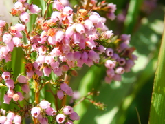 Erica hirtiflora
