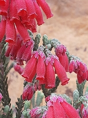 Dasyanthes