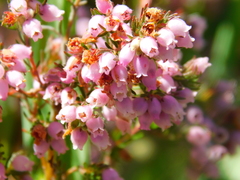 Erica hirtiflora