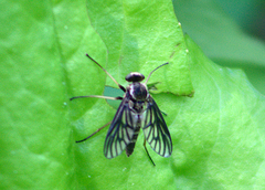 Chrysopilus foedus