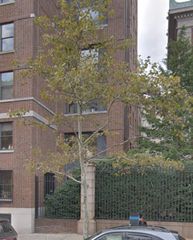 Platanus × hispanica