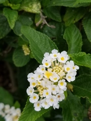Lantana macropoda